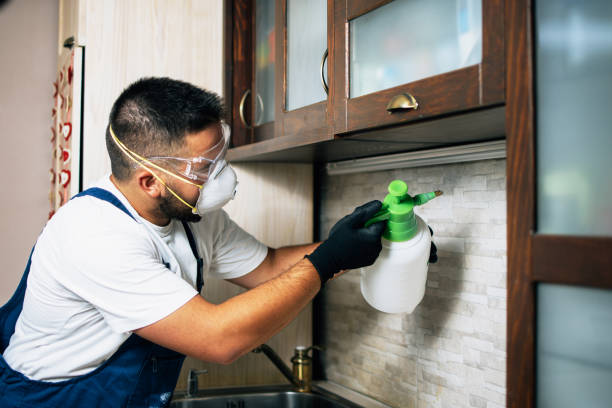 Best Local Pest Control Services  in Taylorvle, IL