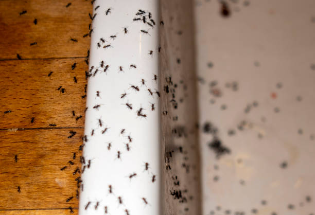 Best Residential Pest Control  in Taylorvle, IL