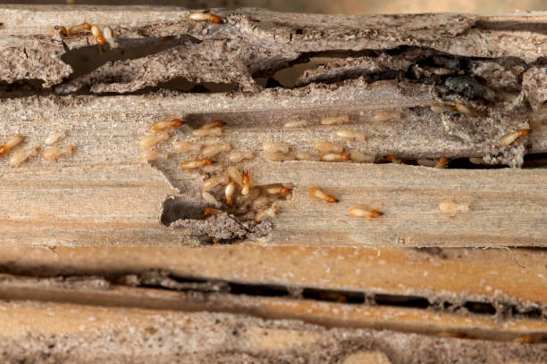 Best Emergency Pest Control  in Taylorvle, IL