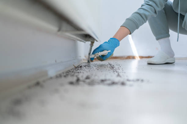 Best Insect Control  in Taylorvle, IL